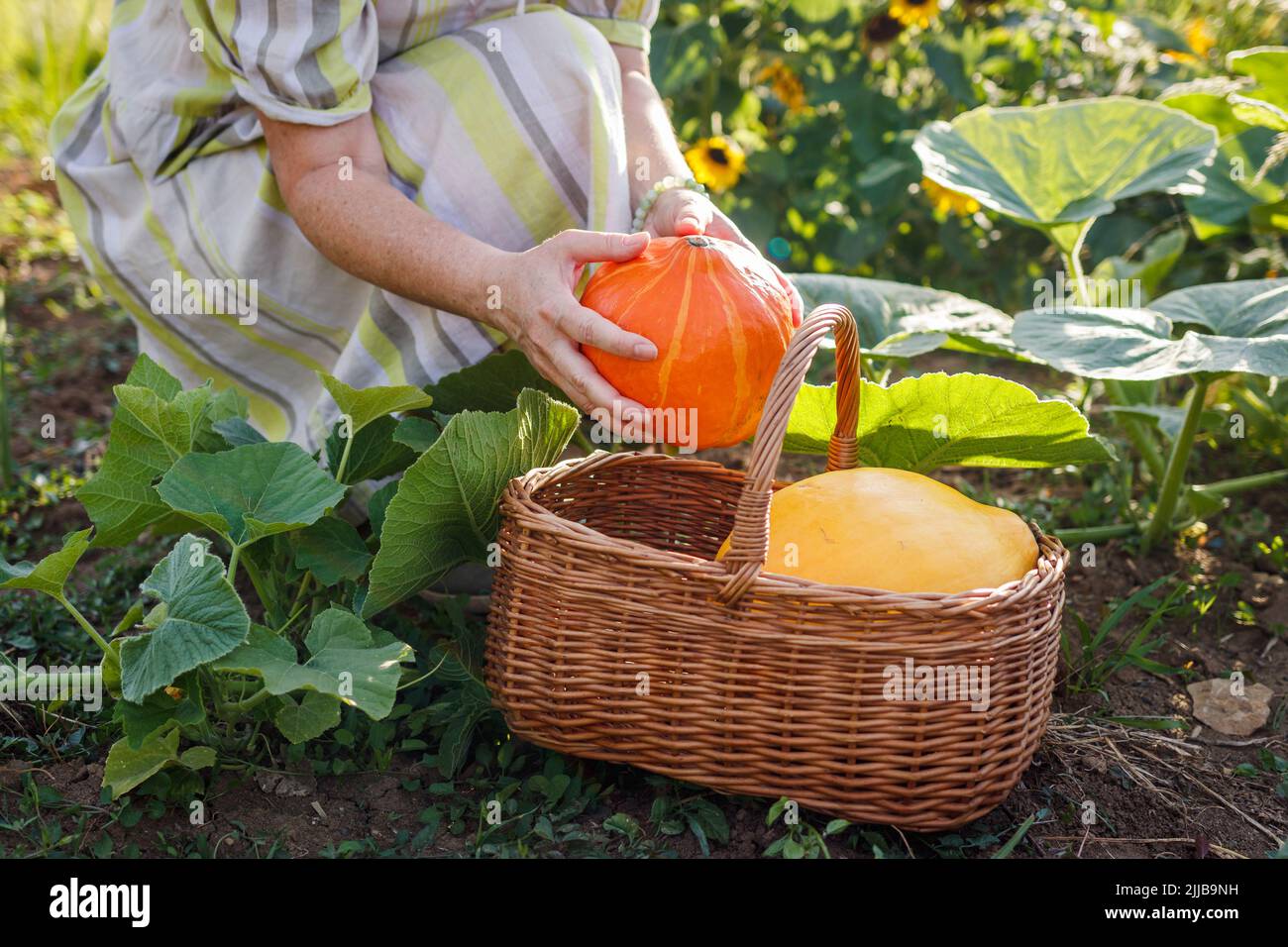 Woman farmer harvesting pumpkins from organic vegetable garden. Summer gardening Stock Photo