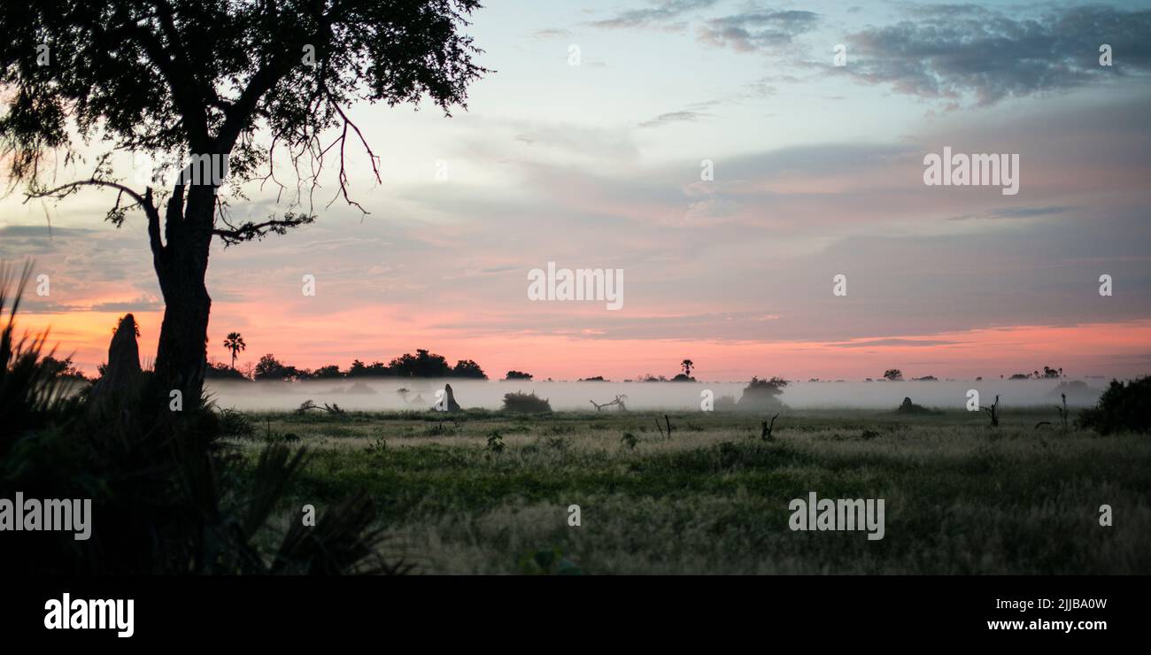 Misty dawn, Okavango delta game park Stock Photo