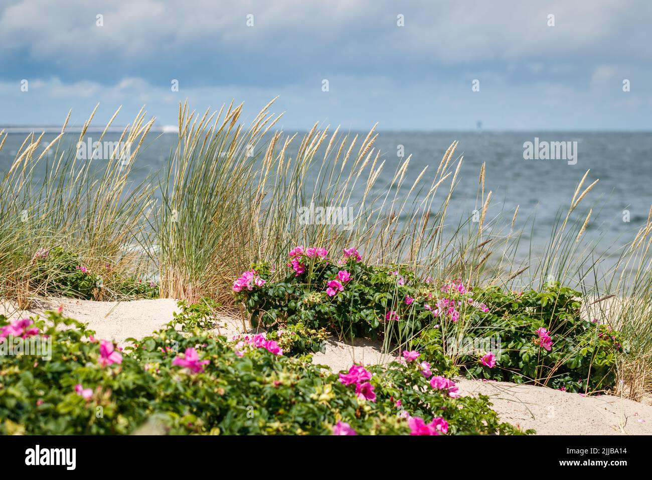 Beach Stogi, Gdansk at Baltic sea. Grass in wind and wild rose pink flowers. Selective focus Stock Photo