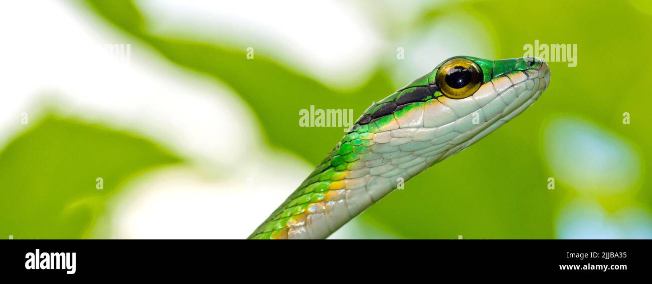 Parrot snake, Satiny Parrot Snake, Leptophis depressirostris, Tropical Rainforest, Corcovado National Park, Osa Conservation Area, Osa Peninsula, Cost Stock Photo