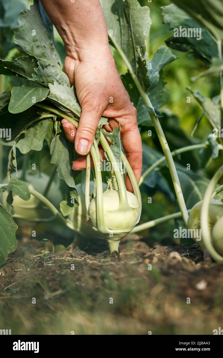 Hand picking kohlrabi from vegetable garden. Organic gardening Stock Photo