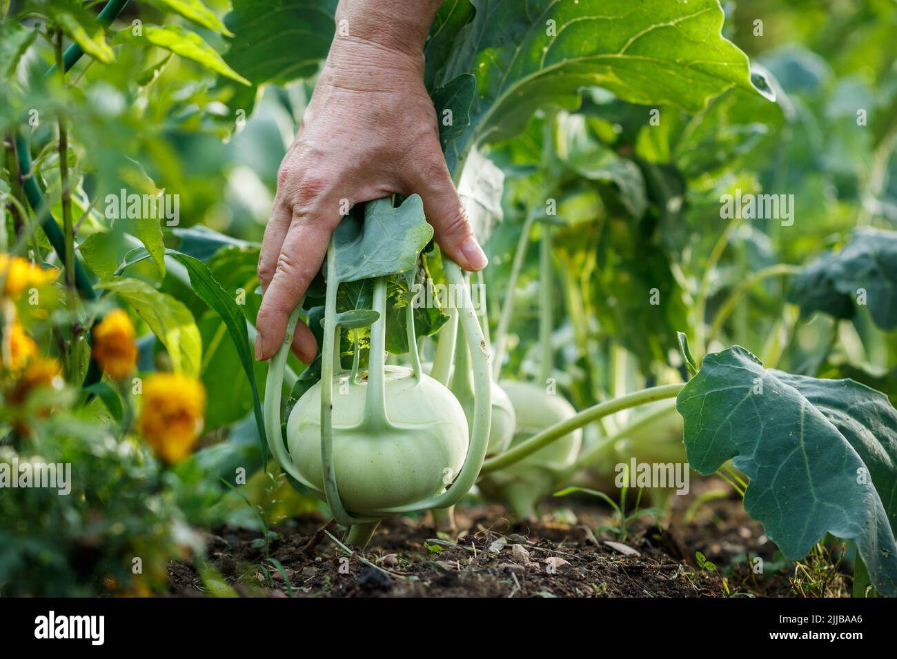 Hand picking kohlrabi from vegetable garden. Organic gardening Stock Photo