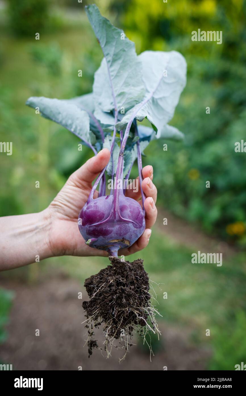 Kohlrabi in female hand. Woman harvesting ripe organic purple kohlrabi from vegetable garden Stock Photo