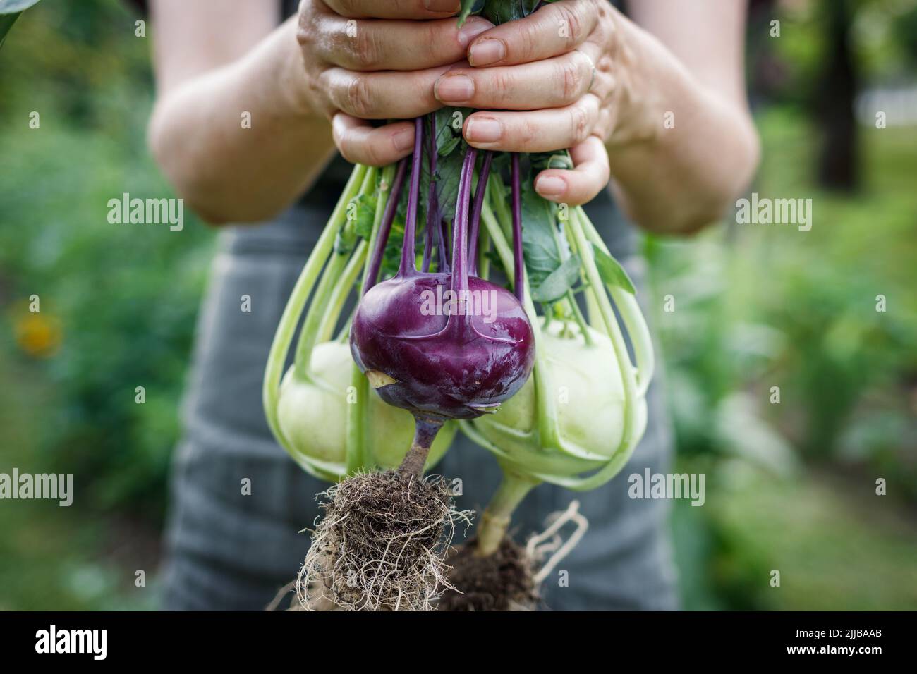 Kohlrabi in female hand. Woman harvesting ripe organic green and purple kohlrabi in vegetable garden Stock Photo