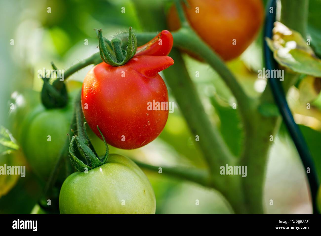 Ripening red tomato in organic vegetable garden Stock Photo