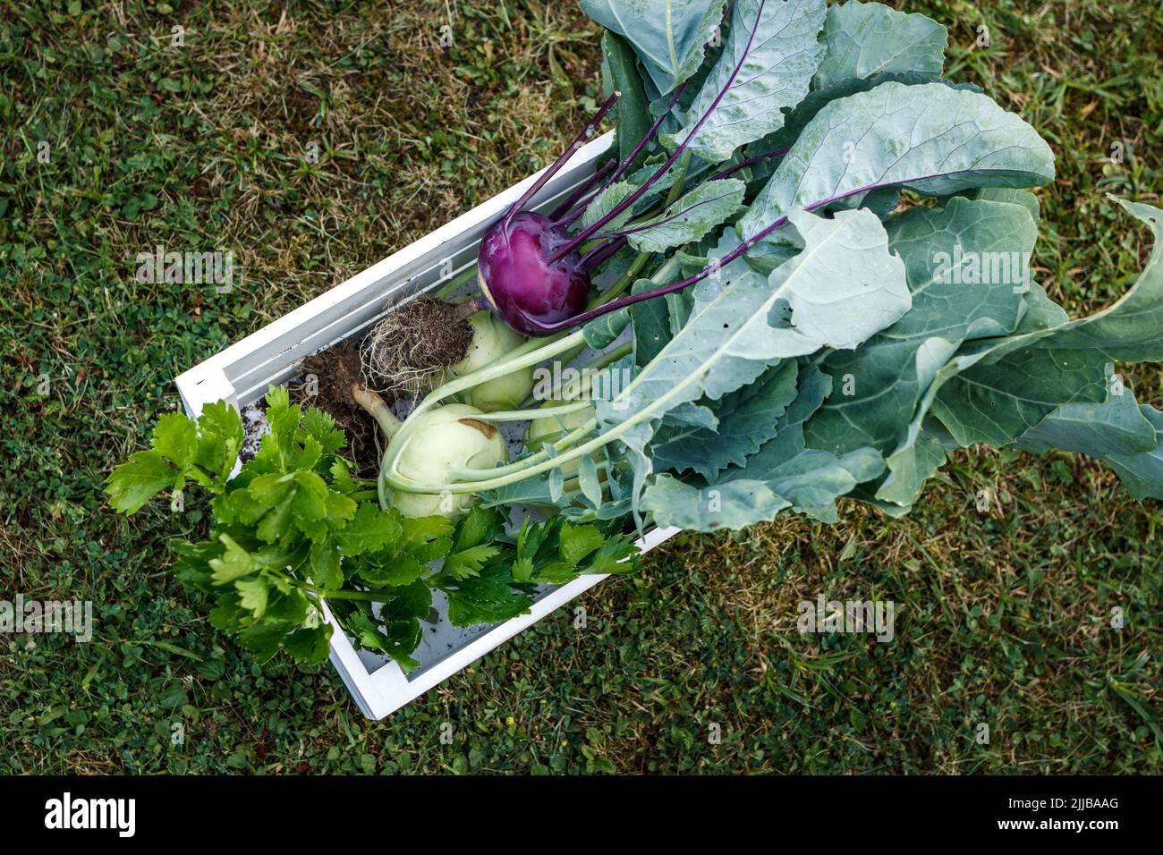 Harvested vegetable. Kohlrabi and celery leaves from the organic garden. White wooden box with homegrown vegetables Stock Photo