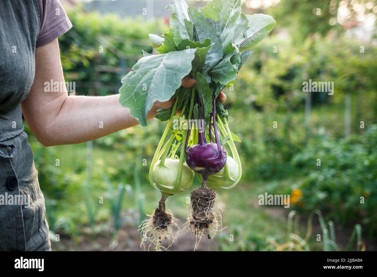Kohlrabi in female hand. Woman harvesting ripe organic green and purple kohlrabi in vegetable garden Stock Photo
