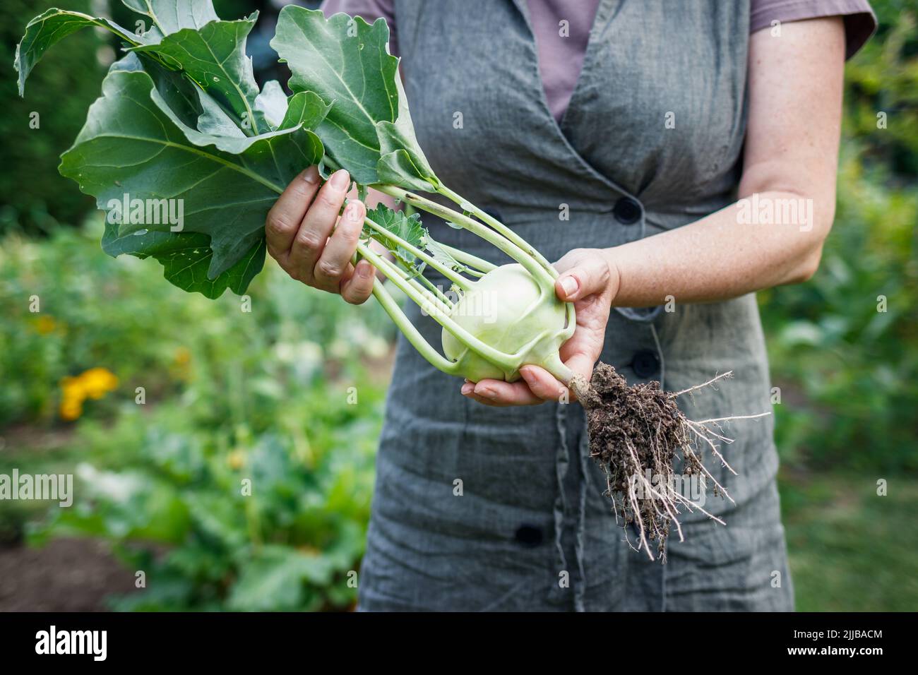 Kohlrabi in female hands. Woman harvesting ripe organic kohlrabi in vegetable garden Stock Photo