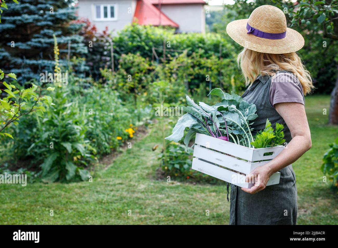 Woman harvesting fresh homegrown vegetable from organic garden Stock Photo