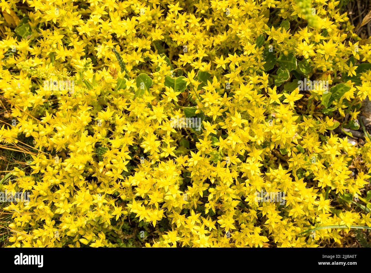 Goldmoss stonecrop (Sedum acre) background. Wallpeper with Yellow flowers of wallpepper. Stock Photo