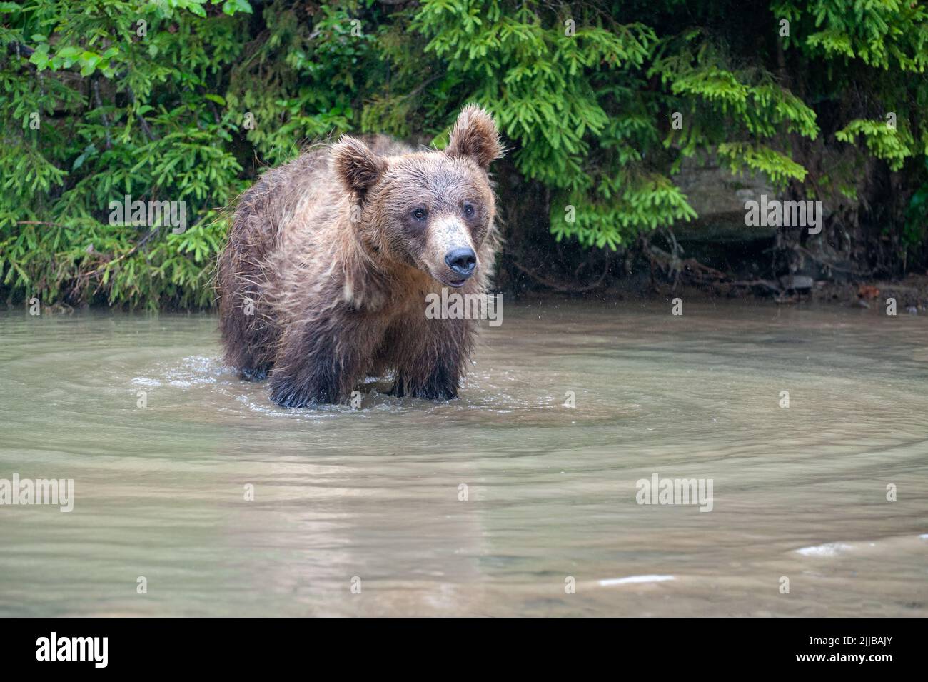 Wild Brown Bear (Ursus Arctos) in the summer forest Stock Photo - Alamy
