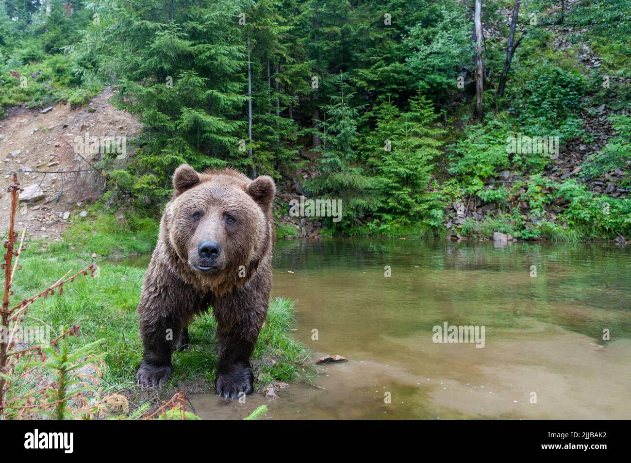 Wild Brown Bear (Ursus Arctos) in the summer forest Stock Photo - Alamy