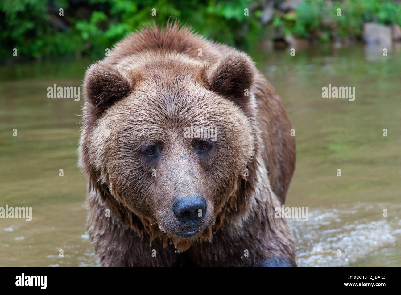 Wild Brown Bear (Ursus Arctos) in the summer forest Stock Photo - Alamy