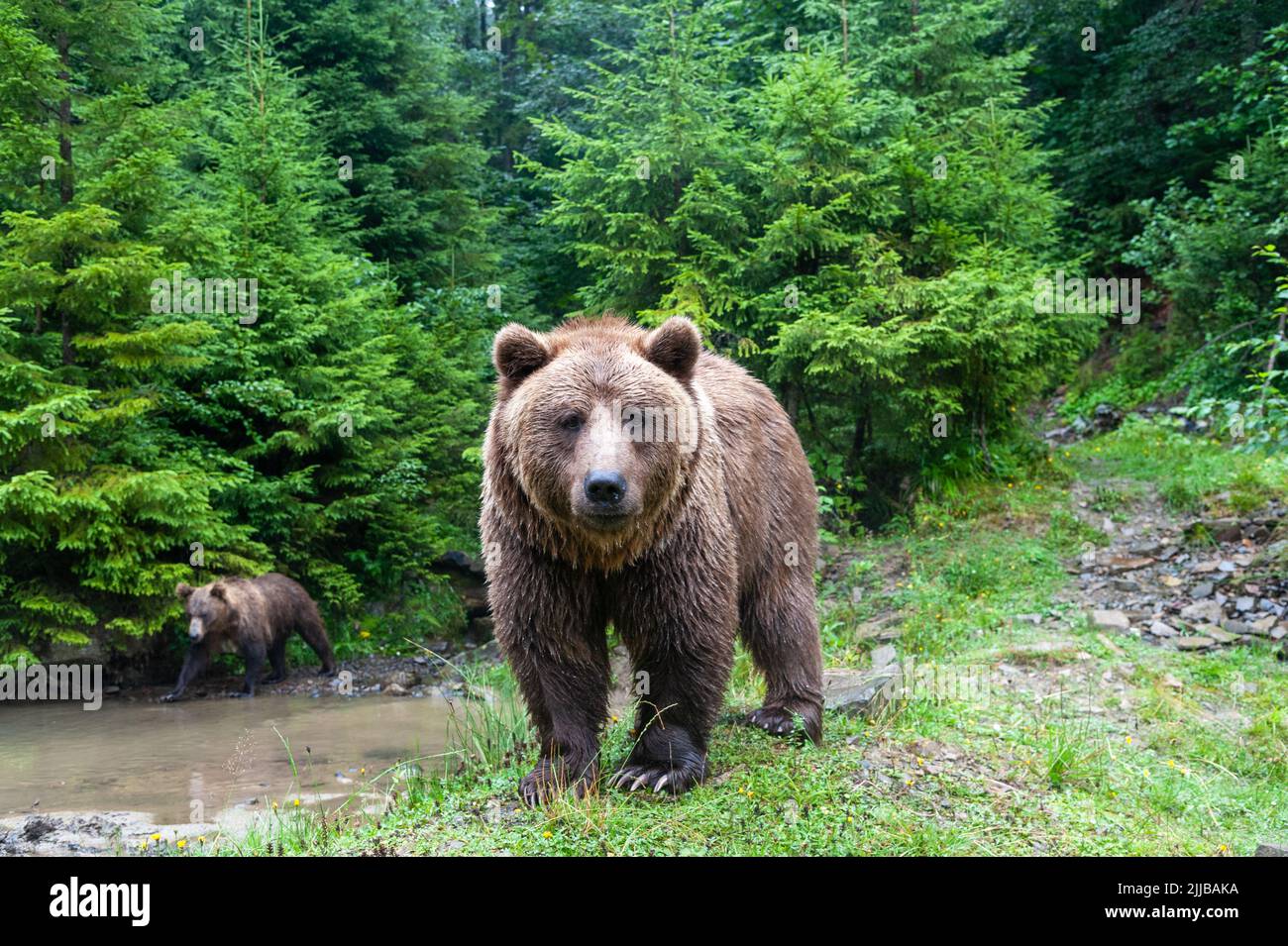 Wild Brown Bear (Ursus Arctos) in the summer forest Stock Photo - Alamy