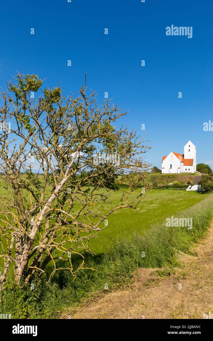 Small church from 1829 at Humble, Danish baltic Sea island of Langeland, amossy, gnarled schrub in foreground Stock Photo