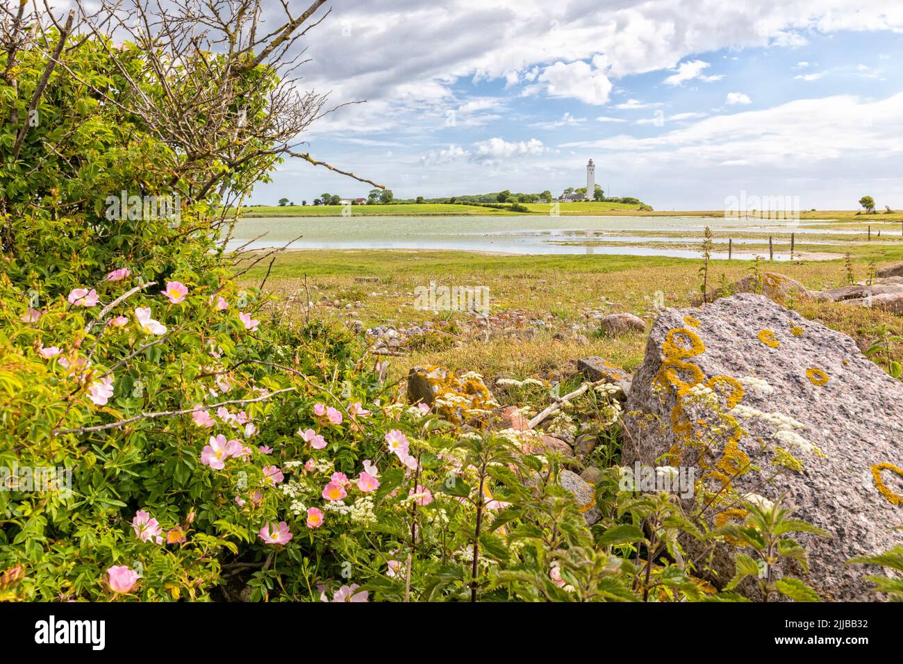 Landscape at the southern tip of Danish Baltic Sea island of Langeland with Keldsnor lake and lighthouse. Dogrose shrubs and rocks in foreground. Stock Photo
