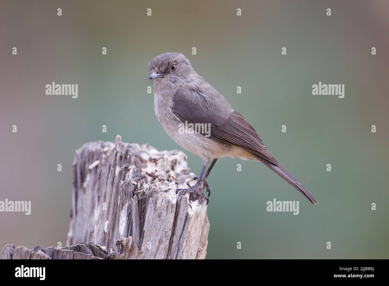Abyssinian slaty flycatcher Melaenornis chocolatinus, adult, perched on cut stump, Goba, Ethiopia in March. Stock Photo