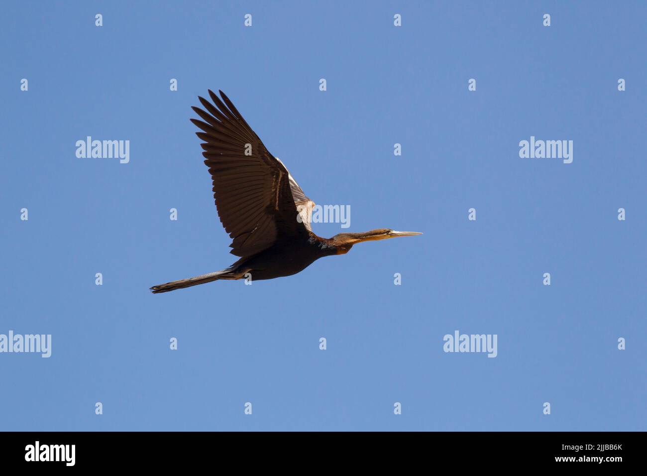 African darter Anhinga rufa, adult, flying against blue sky, Jemma River, Ethiopia in February. Stock Photo