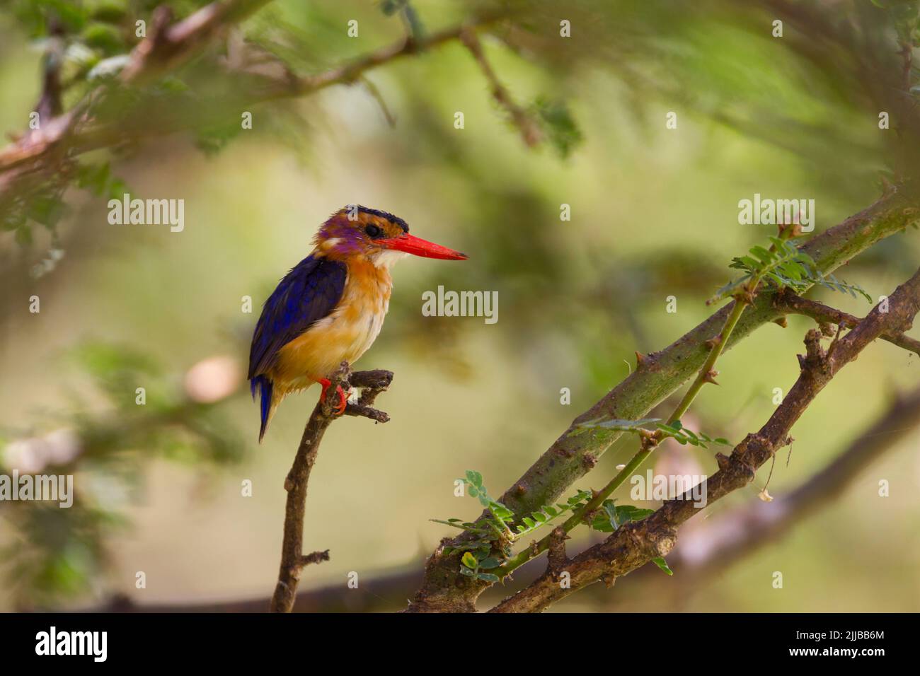 African pygmy kingfisher Ispidina picta, adult, perched in shade in bushes, Lake Ziway, Ethiopia in March. Stock Photo