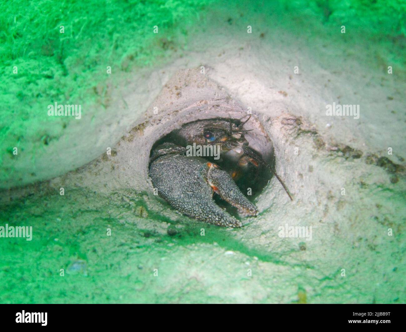 Signal crayfish (Pacifastacus leniusculus) in a hole. Invasive species in Swiss lakes. The photograph was taken during scuba diving in the lake of Neu Stock Photo