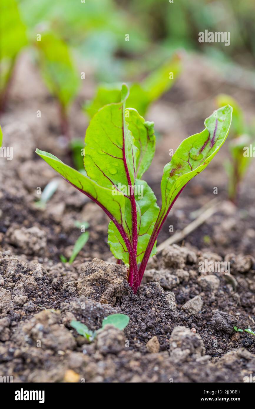 Young, sprouted beet growing in open ground flat bed into the garden. Growing vegetables at home. Stock Photo
