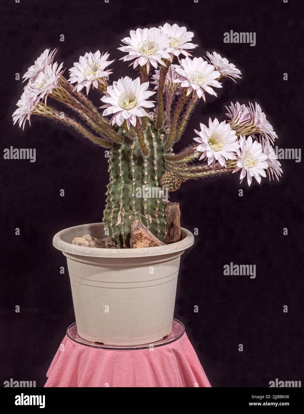 Echinopsis eryiesii easter lily cactus with nineteen white and pink flowers is a living bouquet on a black background Stock Photo
