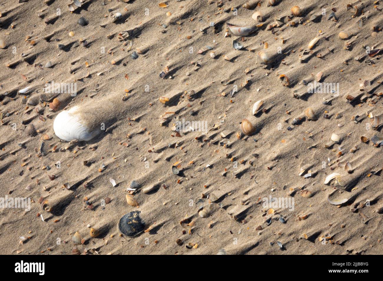 Sea shells in wind driven sand on a beach on the island of Spiekeroog Stock Photo