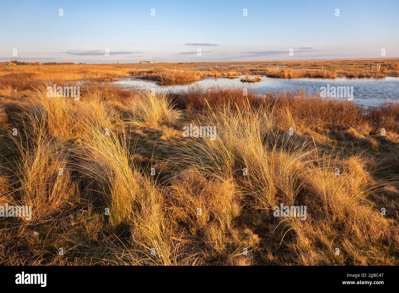 Typical landscape on the East Frisian Island of Spiekeroog, Germany Stock Photo
