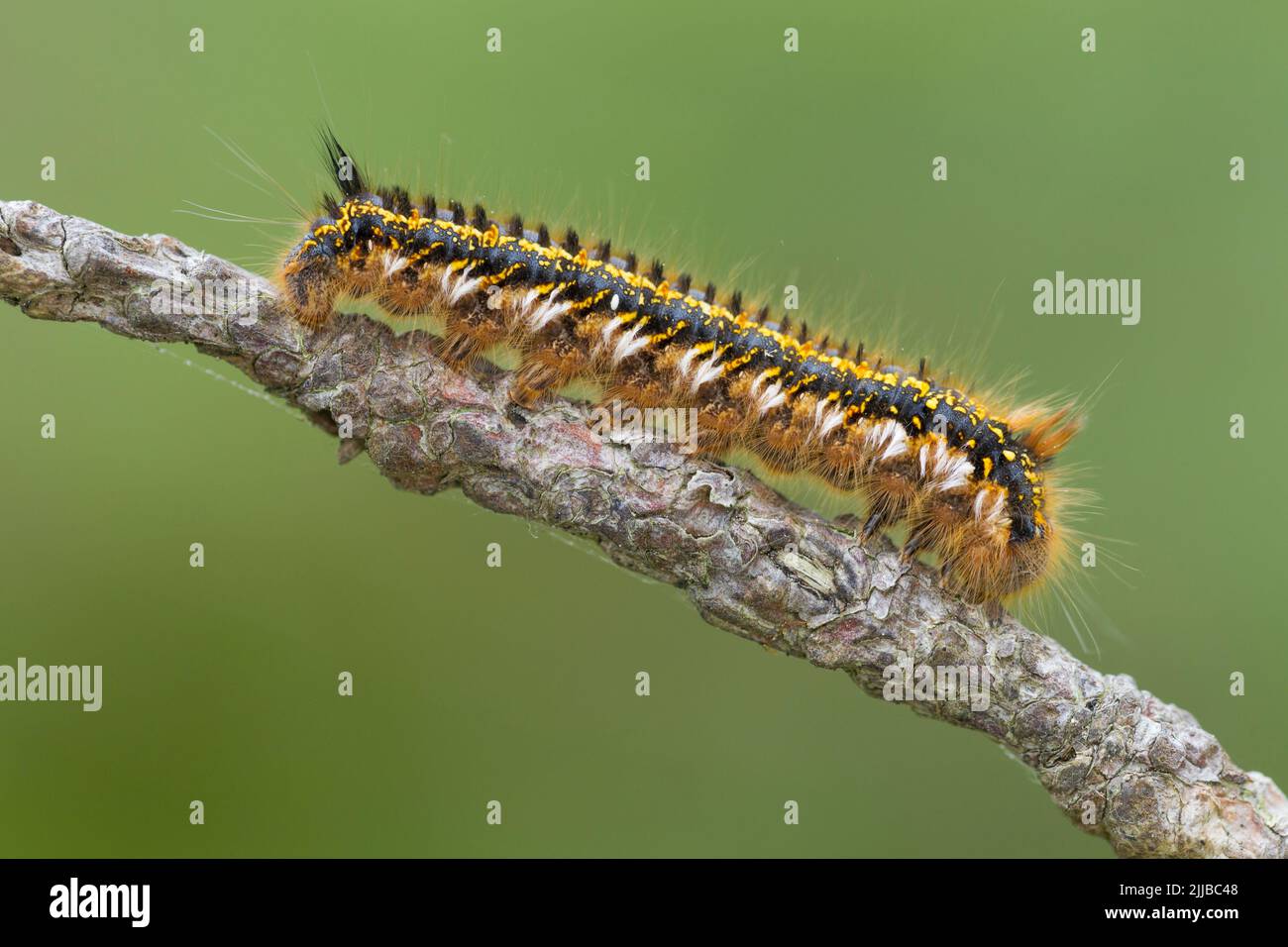 Drinker Euthrix potatoria, larva, climbing twig, Raven Point, County Wexford, Ireland in June. Stock Photo