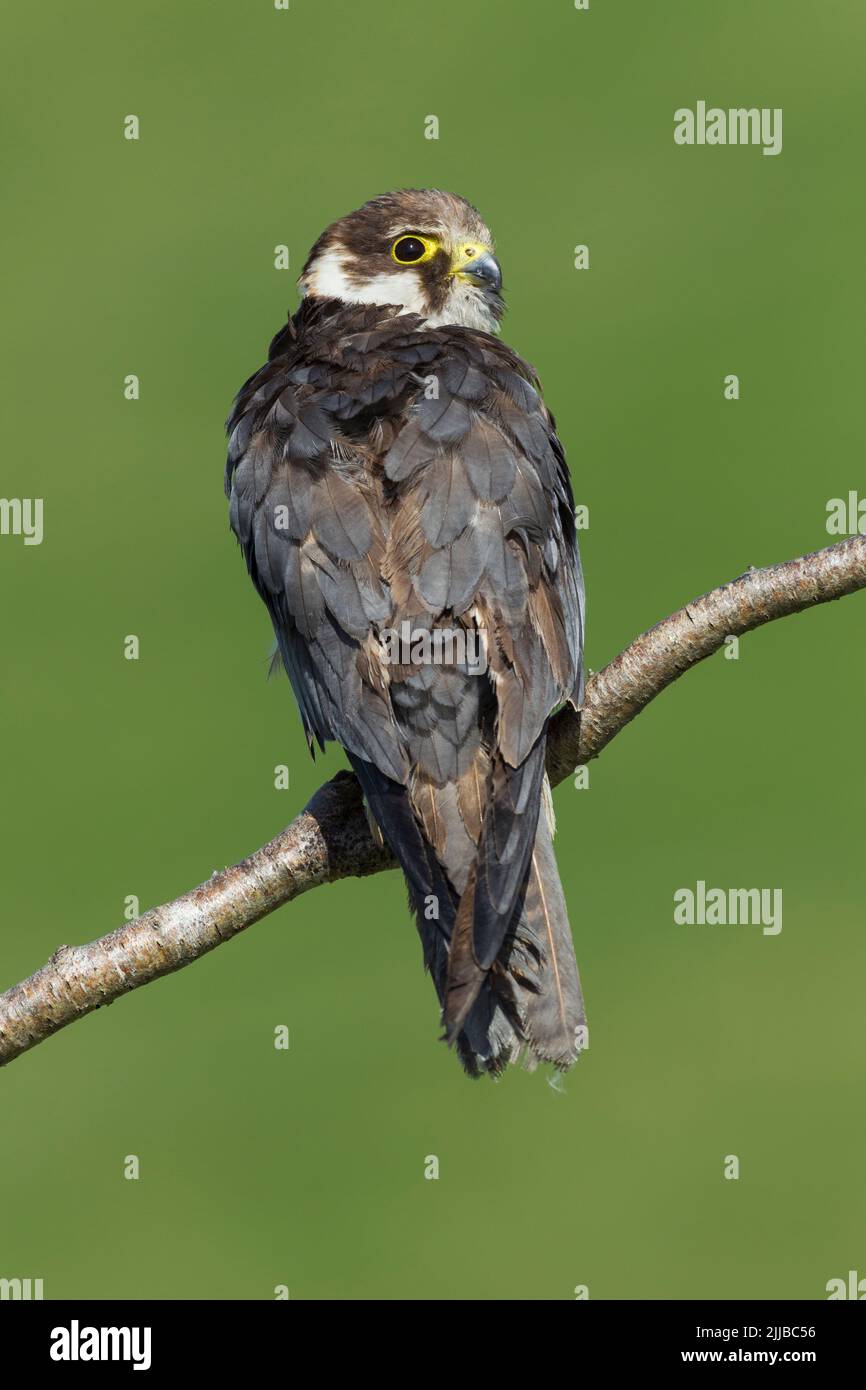 Eurasian hobby Falco subbuteo (captive), juvenile perched on branch ...