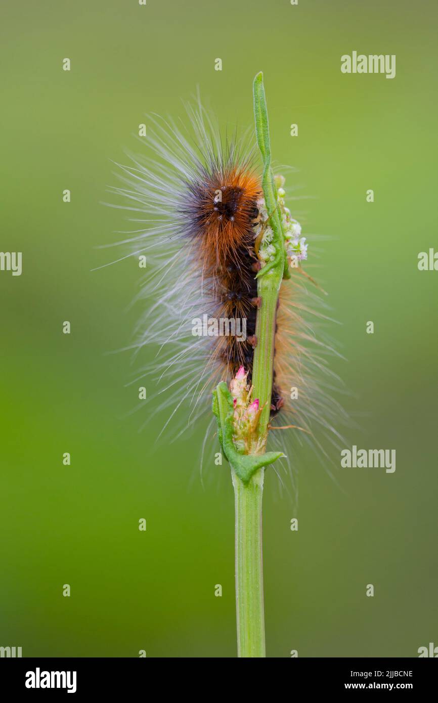 Garden tiger Arctia caja, larva feeding on plant stem at Raven Point, County Wexford, Ireland in June. Stock Photo