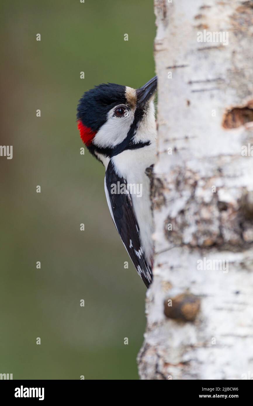 Great spotted woodpecker Dendrocopos major, male perched on Silver birch in garden, Kuusamo, Finland, April Stock Photo