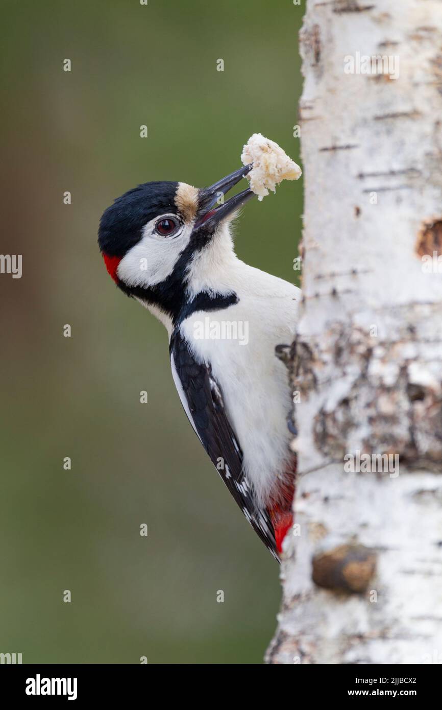 Great spotted woodpecker Dendrocopos major, male perched on Silver Birch in garden, Kuusamo, Finland, April Stock Photo