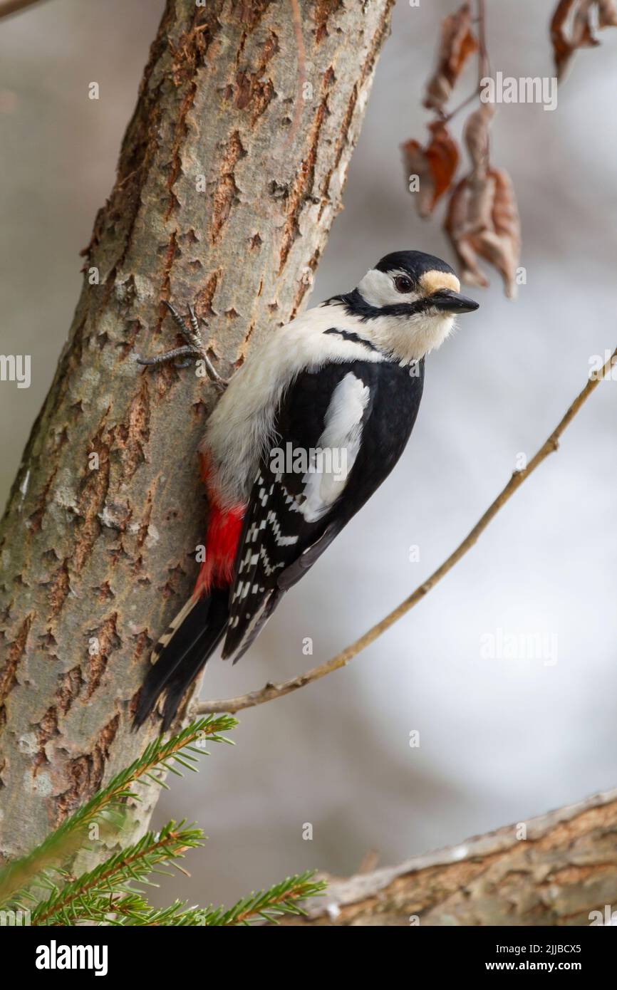 Great spotted woodpecker Dendrocopos major, adult female perched on branch in garden, Kuusamo, Finland, April Stock Photo