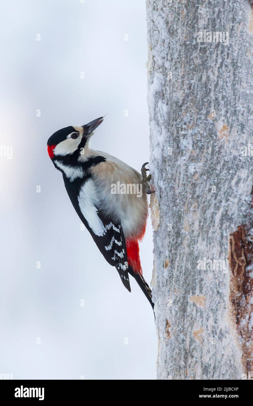 Great spotted woodpecker Dendrocopus major, adult male clinging to tree, Kuusamo, Finland, February Stock Photo