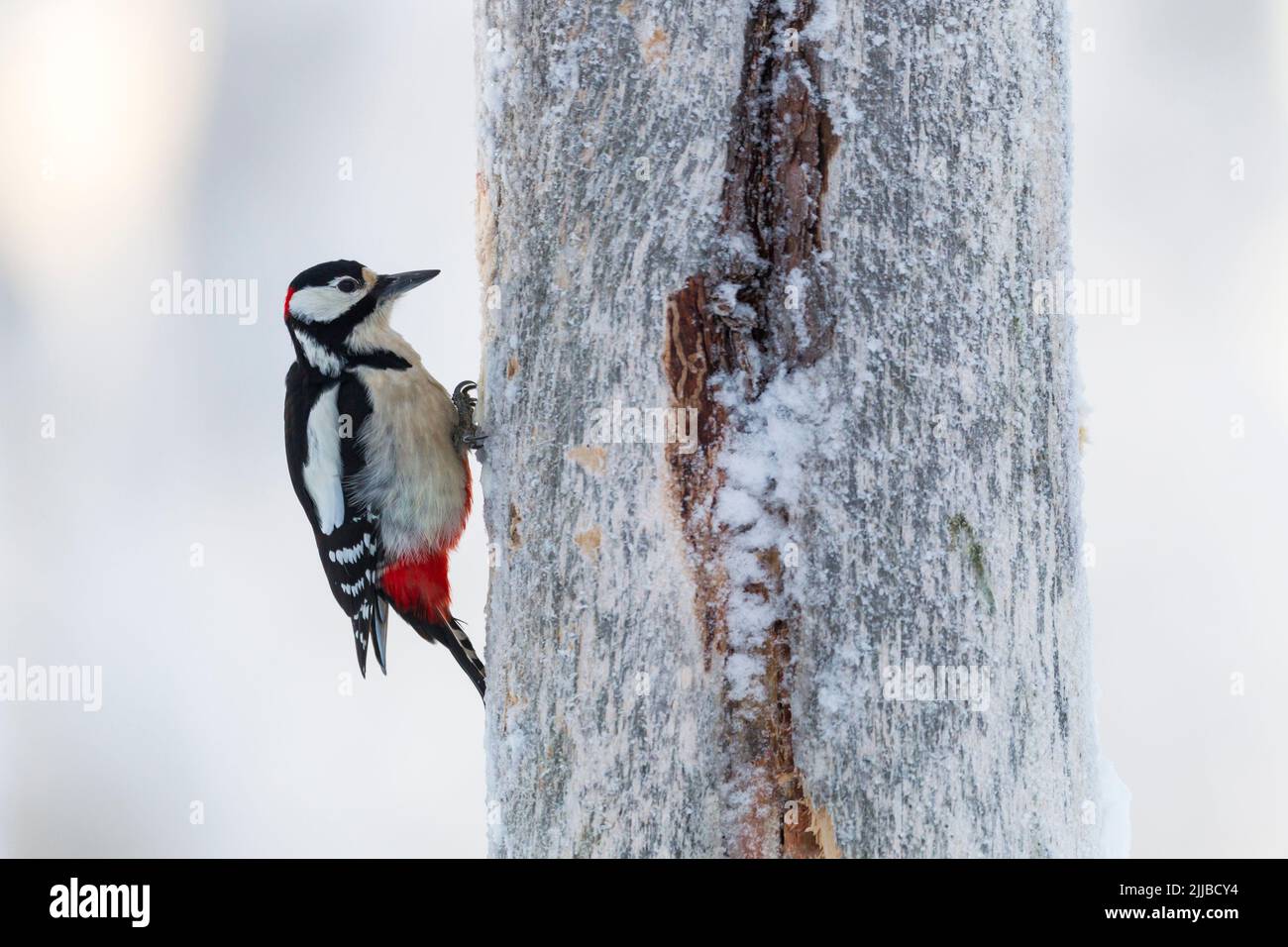 Great spotted woodpecker Dendrocopus major, adult male clinging to tree, Kuusamo, Finland, February Stock Photo