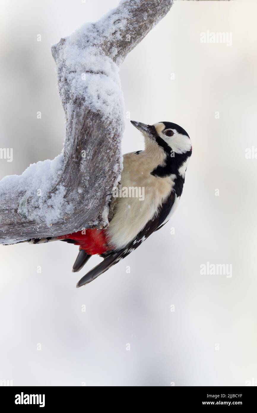 Great spotted woodpecker Dendrocopus major, adult male clinging to snow covered branch, Kuusamo, Finland, February Stock Photo