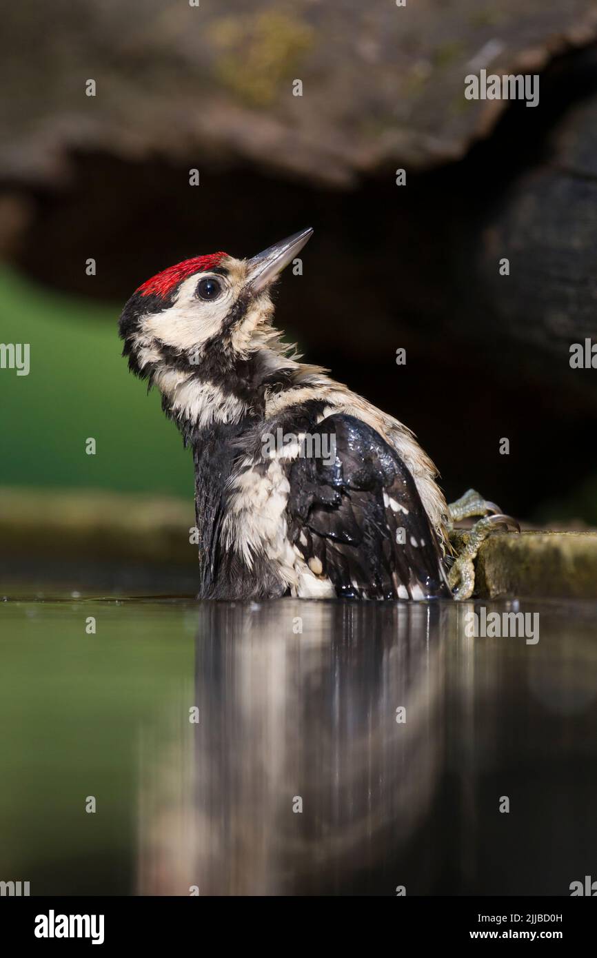 Great spotted woodpecker Dendrocopos major, juvenile, bathing, Pusztaszer, Hungary in June. Stock Photo