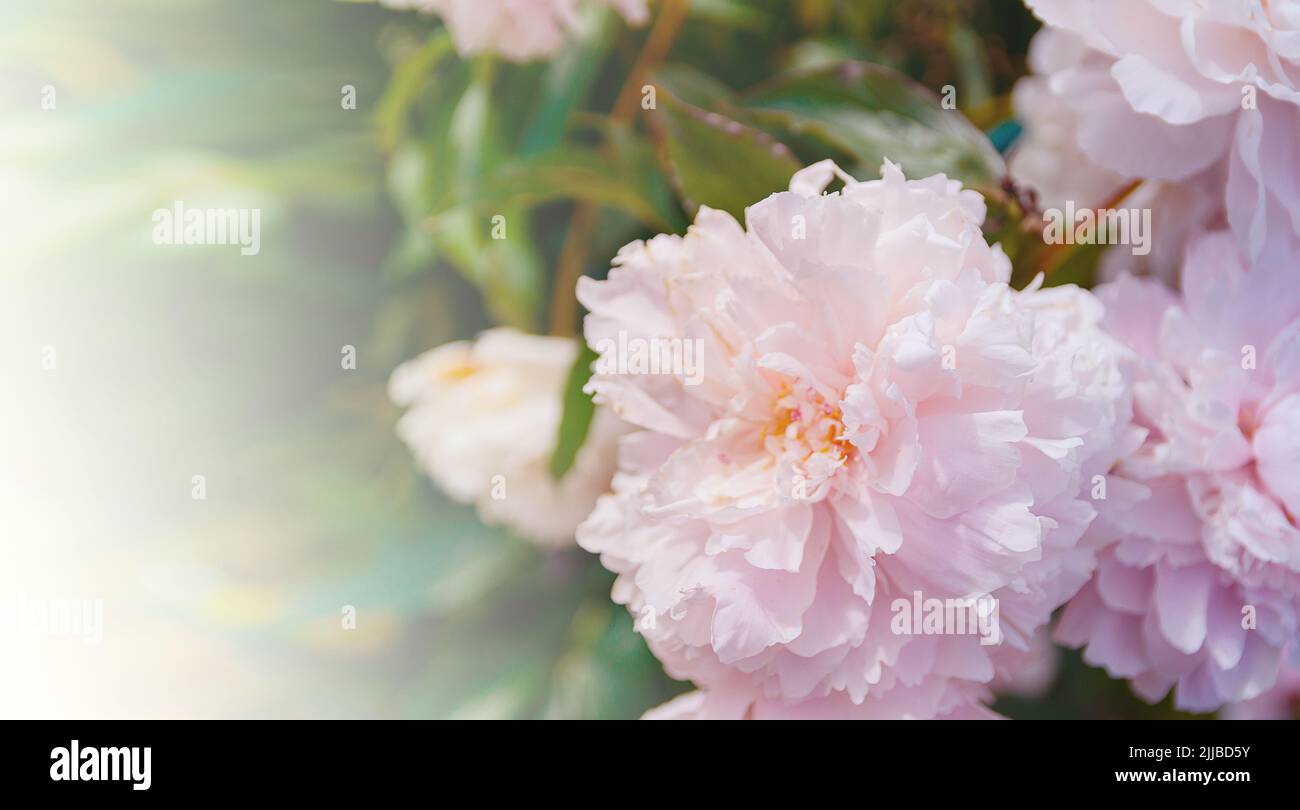 Delicate pink rose with green leaves growing  in garden. Beautiful flower large image for banner. Stock Photo