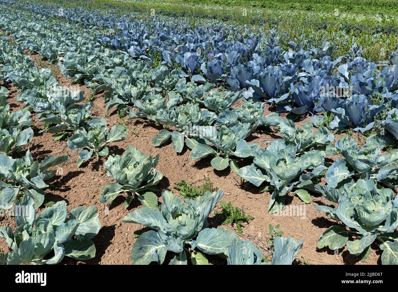 Rows of cauliflower and red cabbage plants in a small field Stock Photo