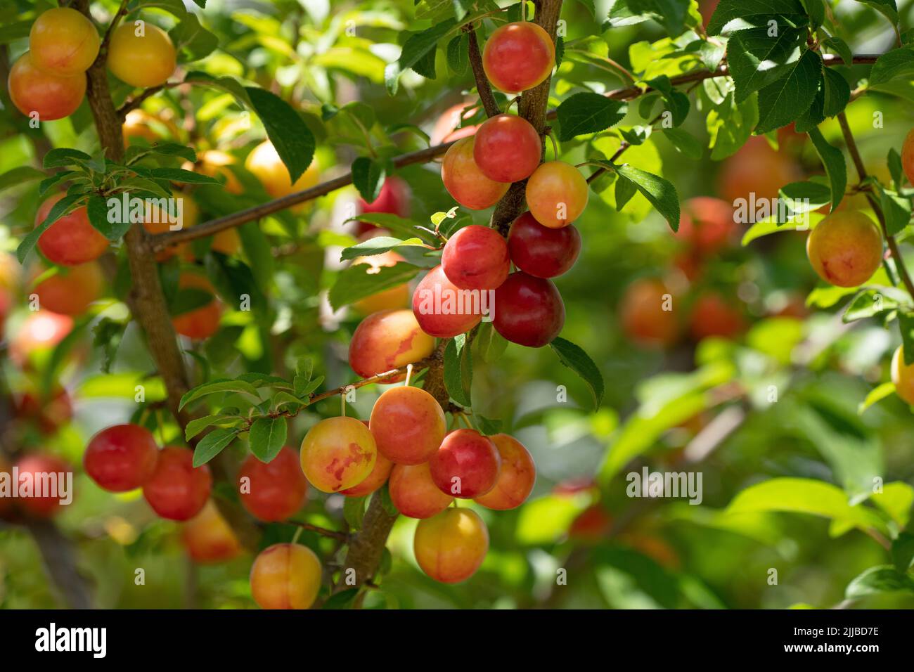 Ripening mirabelle plums on a tree in closeup Stock Photo Alamy