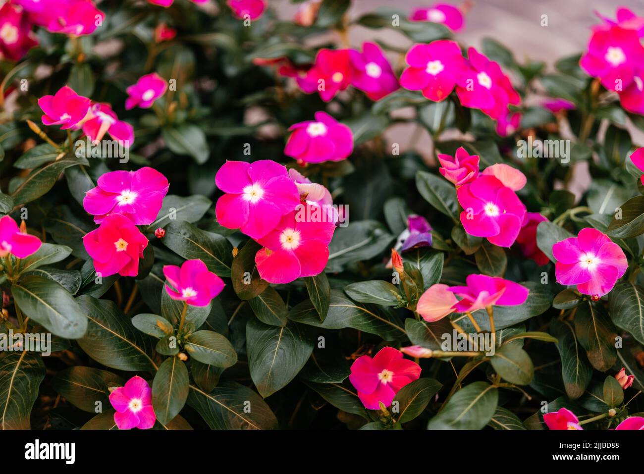 Fuchsia pink four o'clock flower or Mirabilis jalapa in the garden