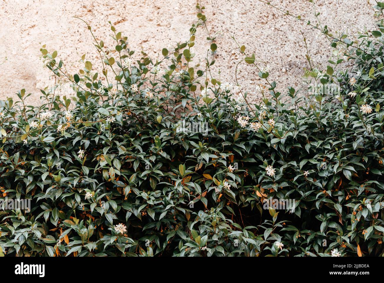 Green creeper plant climbing the mottled wall Stock Photo Alamy