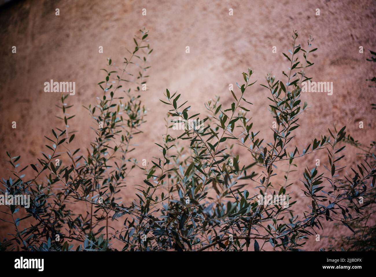 Green creeper plant climbing the mottled wall Stock Photo Alamy