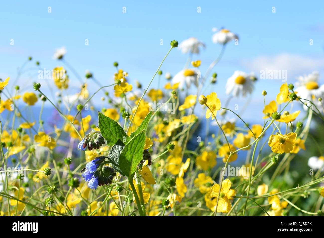 Field of different wildflowers in different colors against blue sky Stock Photo