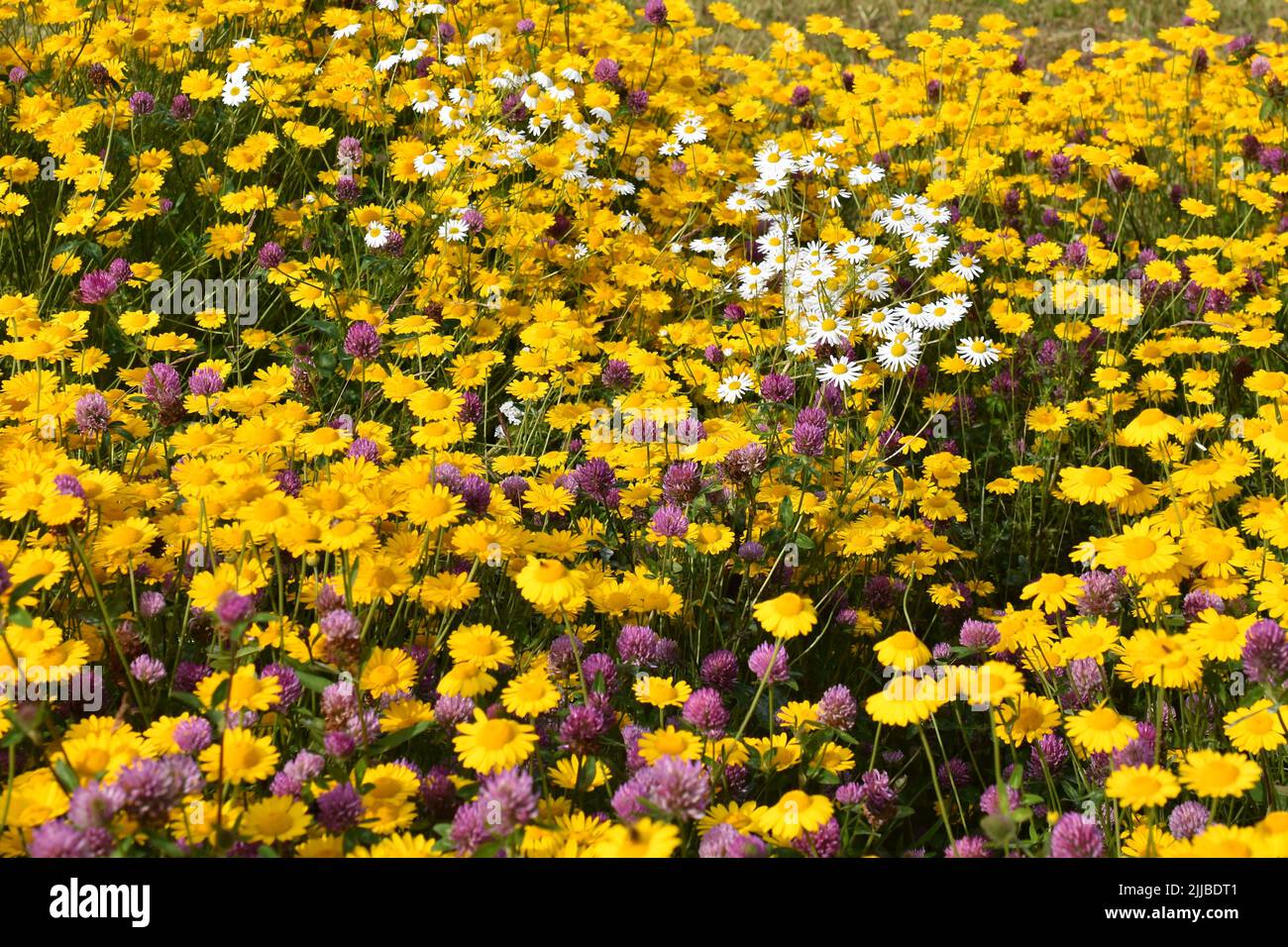 Big field of golden marguerite Anthemis tinctoria with red clover and daisies in between Stock Photo