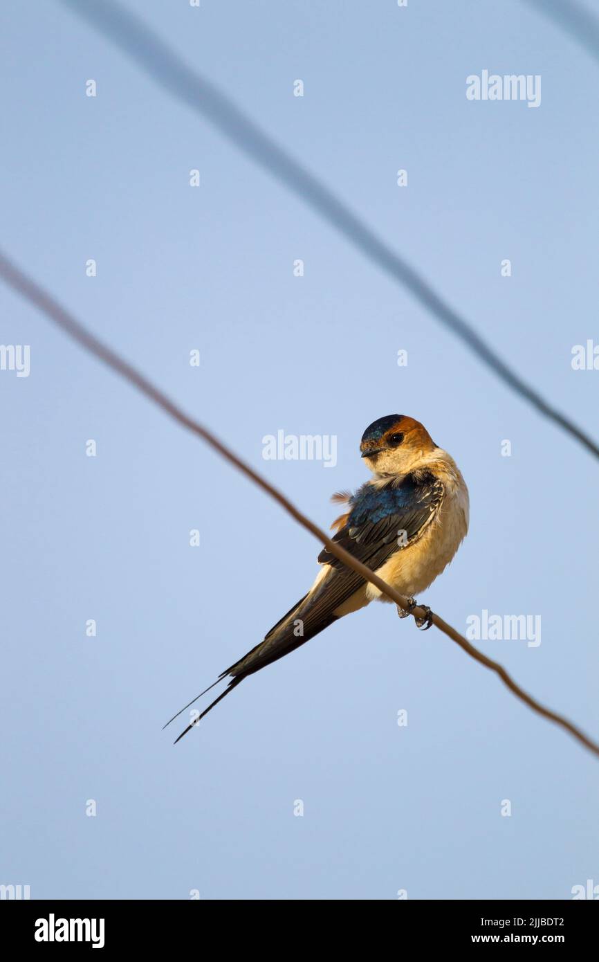 Red-rumped swallow Cecropis daurica, adult on migration, perched on wires, Diida Xuyyurra Ranch, Yabello, Ethiopia in February. Stock Photo