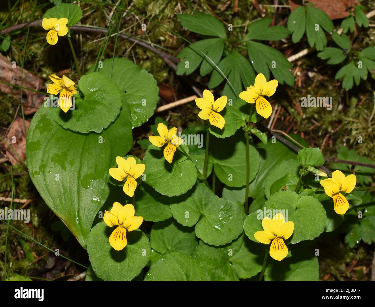 alpine yellow-violet Viola biflora flowering in a forest Stock Photo