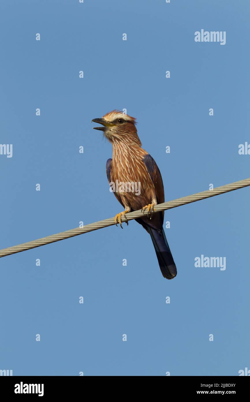 Rufous-crowned roller Coracias naevius, adult, calling from wire perch, Genale village, Negele, Ethiopia in March. Stock Photo