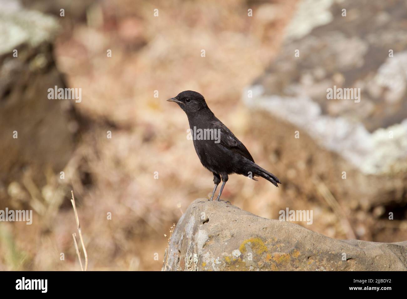 Rüppell's black chat Myrmecocichla melaena, adult, perched on rock, Portuguese Bridge, Ethiopia in February. Stock Photo